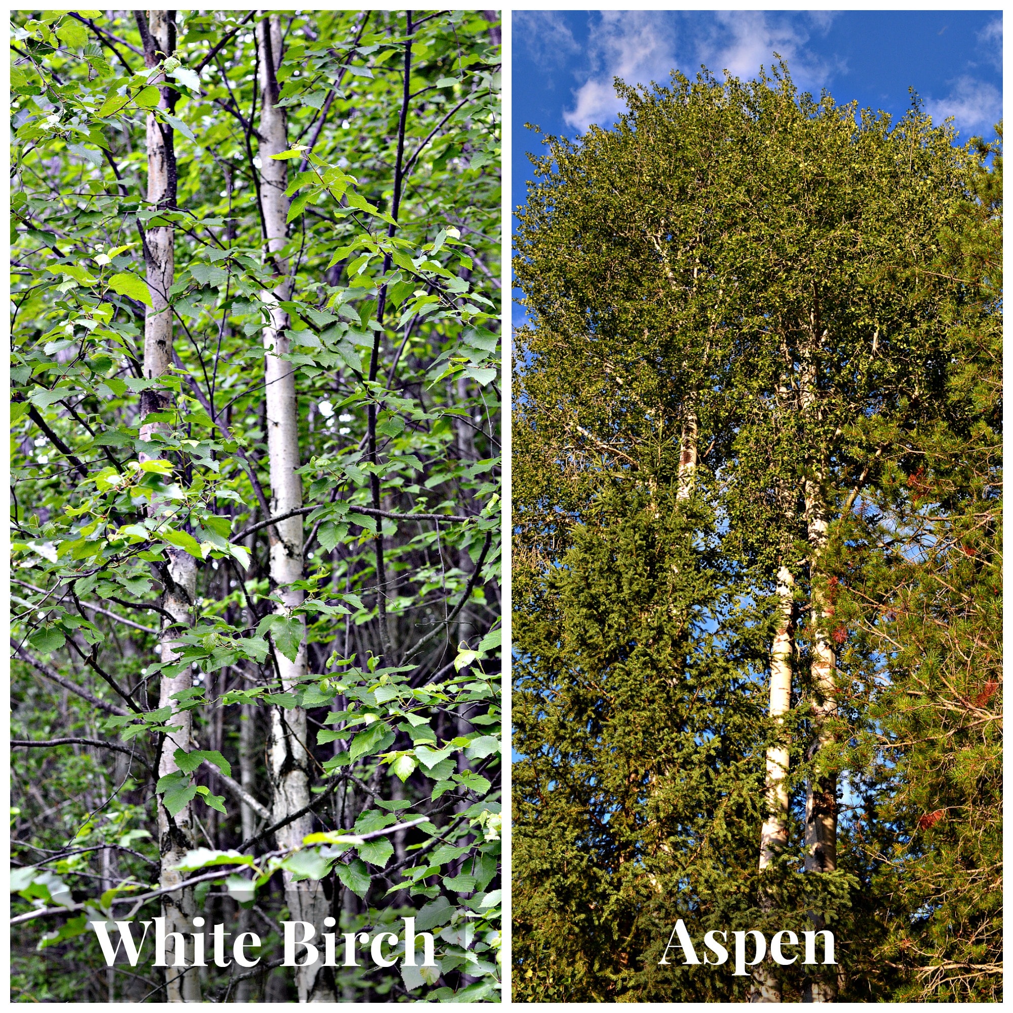 List 99+ Wallpaper Black Leaves On Aspen Trees Superb